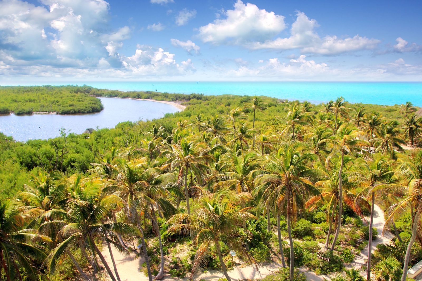 Manglares y palmeras del parque nacional Isla Contoy