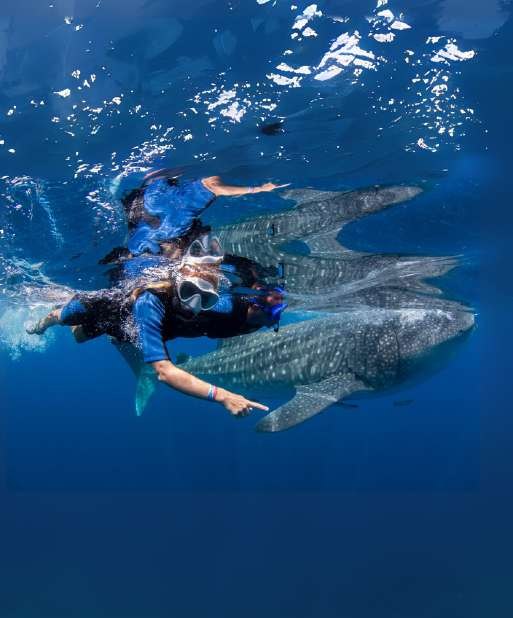 Snorkel junto a un tiburón ballena