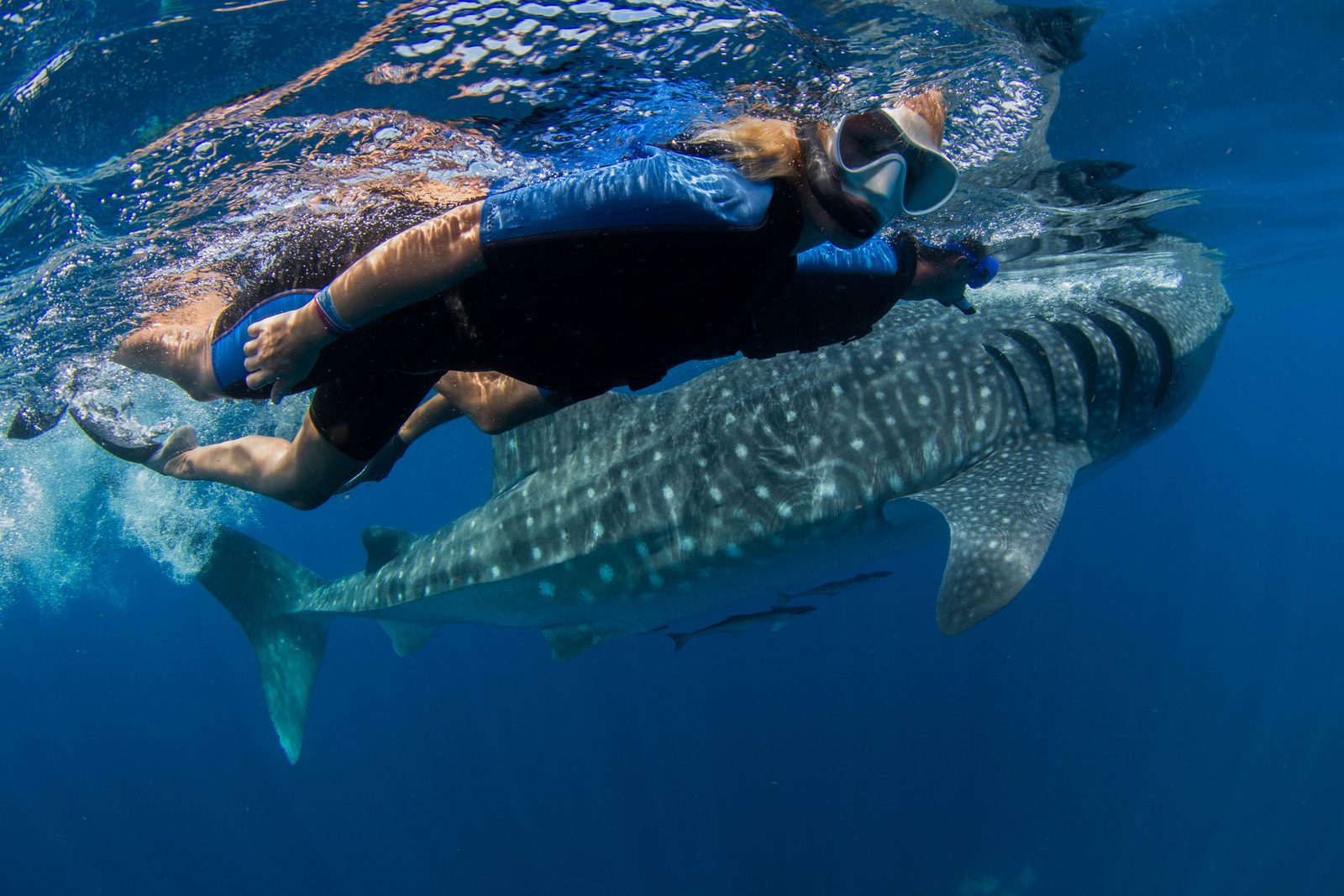 Nadando junto a un tiburón ballena