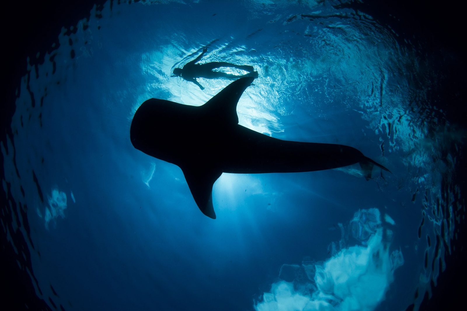 Tiburón ballena nadando en el Caribe mexicano