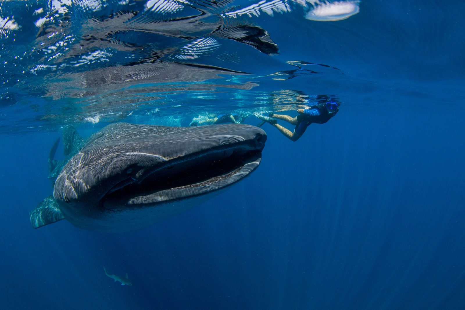 Tiburón ballena alimentándose de plancton