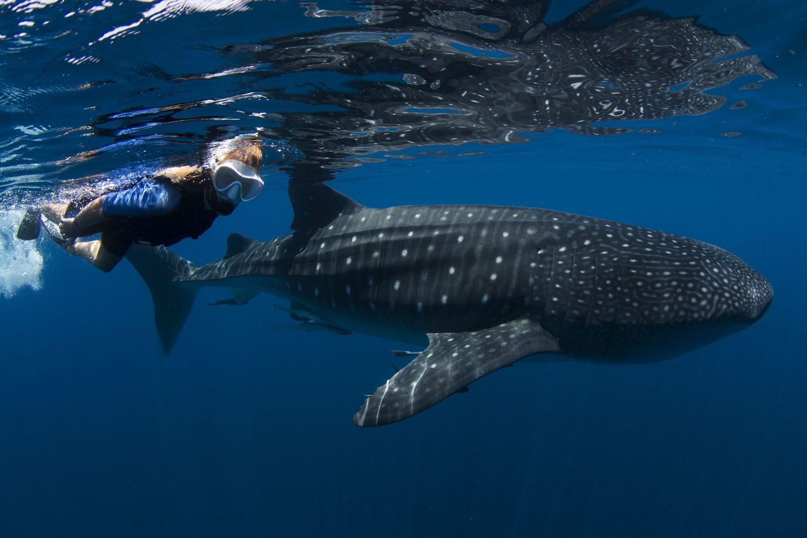 Snorkelista sobre un tiburón ballena