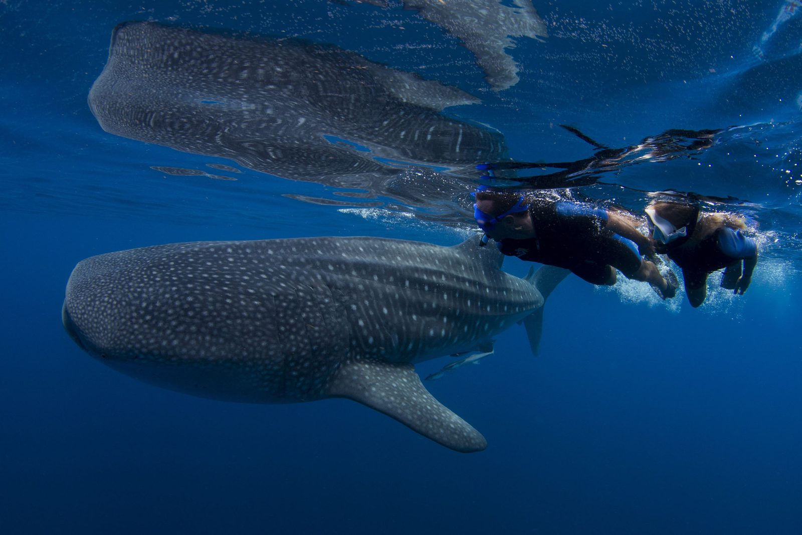 Dos personas nadando con un tiburón ballena