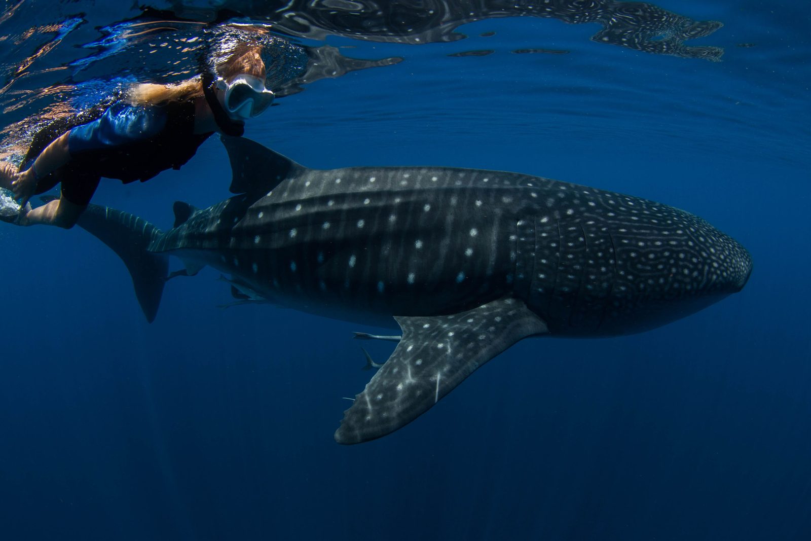 Tiburón ballena y snorkelista de costado