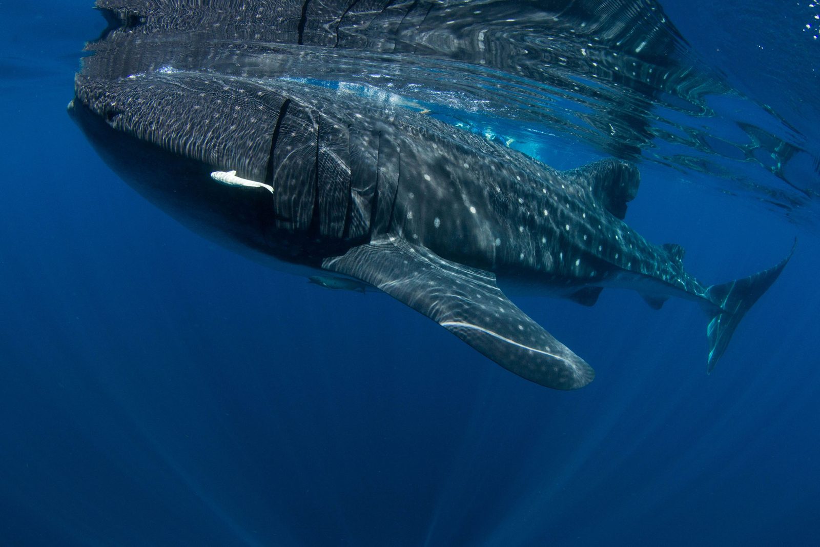 Cuerpo moteado de un tiburón ballena