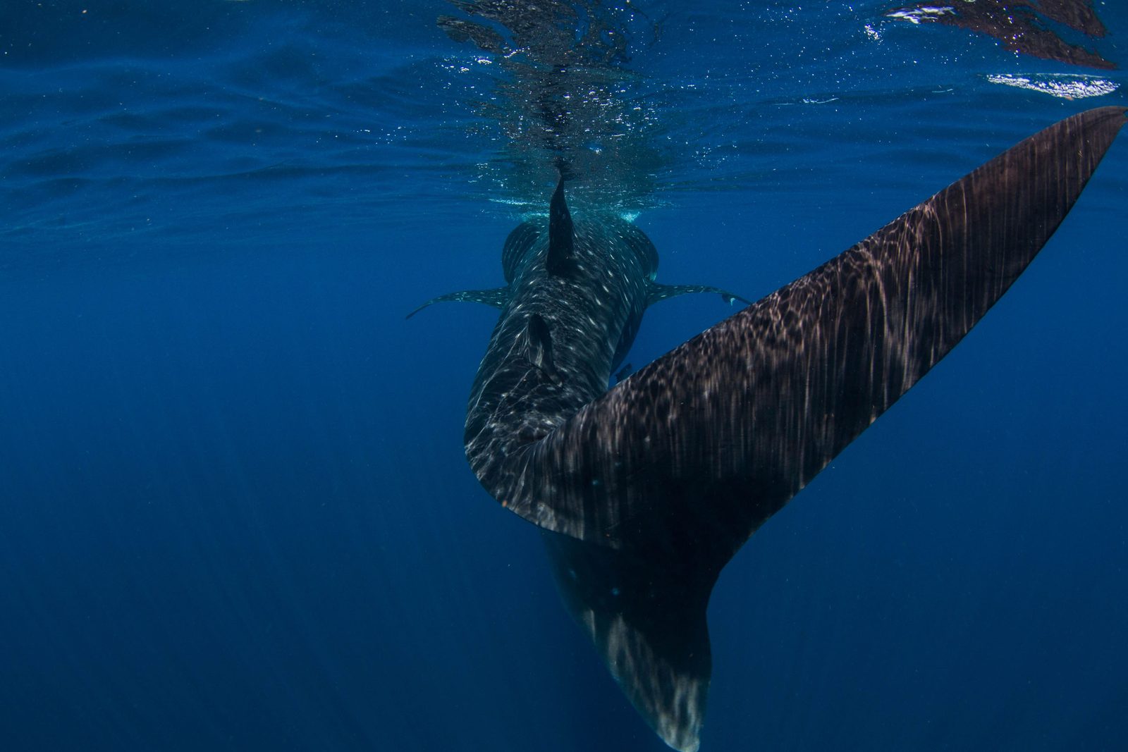 Aleta caudal de un tiburón ballena