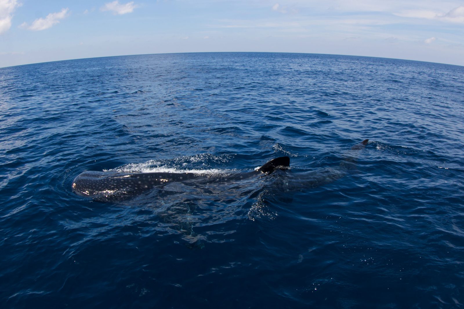 Tiburón ballena nadando en la superficie
