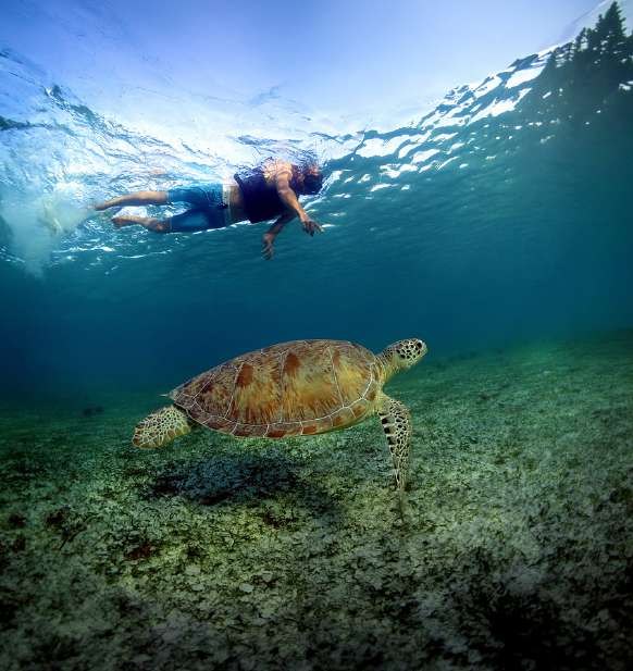 Snorkel con tortuga marina en Underwater World